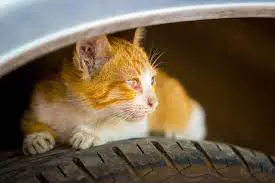 Are Tires Toxic To Cats