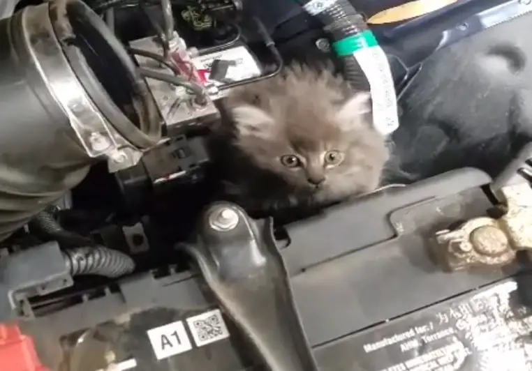 Get A Kitten Out Of A Car Engine