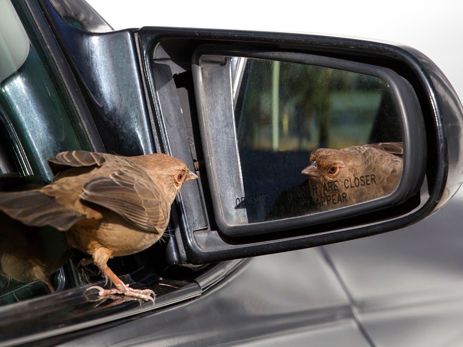 How To Keep Birds Away From Car Mirrors