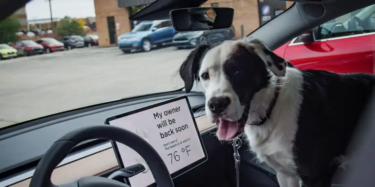Leave Dog In Car With Ac Running